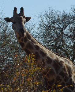 giraffe-photo