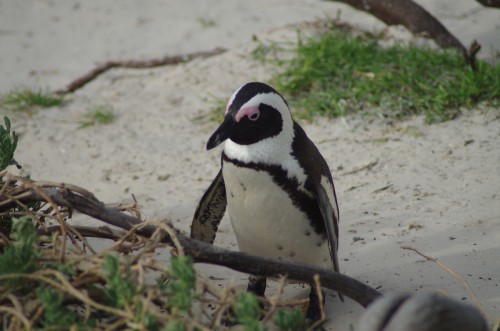photo of African Cape Penguin