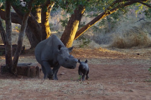 photo of Black Rhino and baby