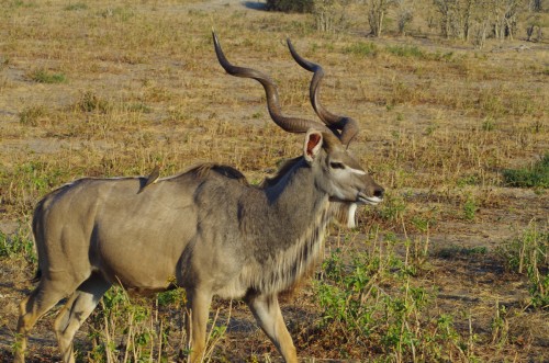 photo of a Kudu Antelope