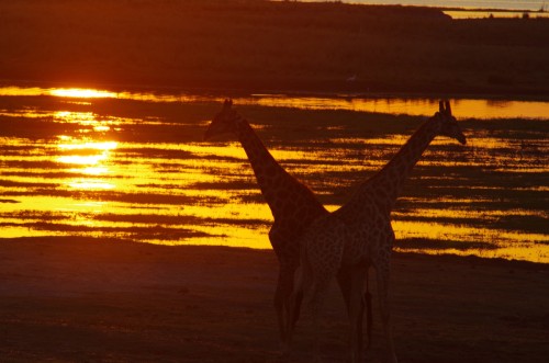 photo of Giraffes at sunset