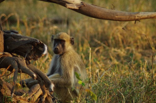 photo of baboon