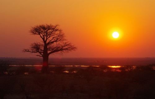 photo of Boabab tree at sunset
