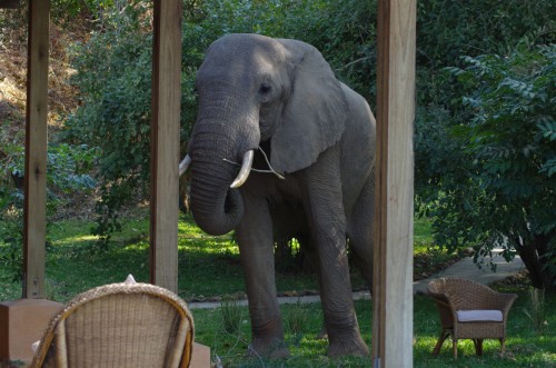 photo of African Elephant