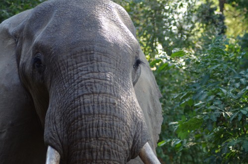 close-up photo of African Elephant