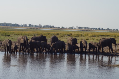 photo of African Elephant herd at river's edge