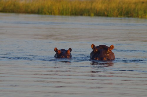 photo of hippos in water