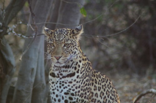 photo close-up of leopard
