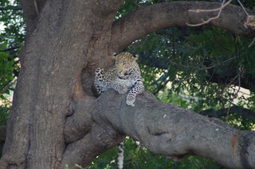 photo of leopard in a tree