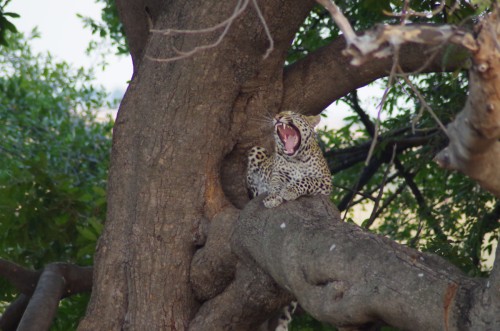 photo of yawning leopard in tree