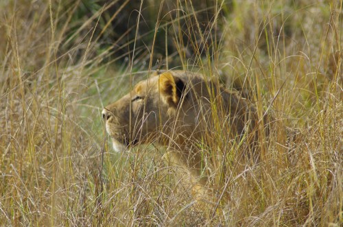 photo of lion in grass