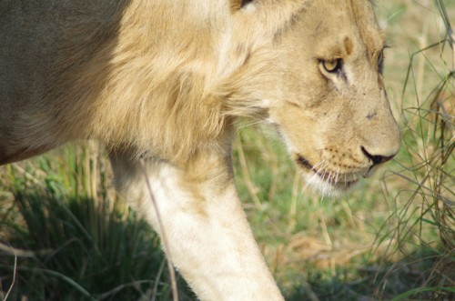 photo of lion stalking