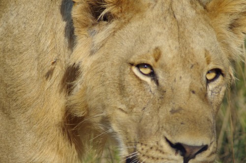 close-up photo of lion