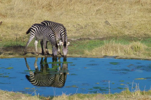 phots of Zebras at a watering hole