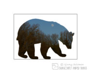 photo of matted bear photo silhouette